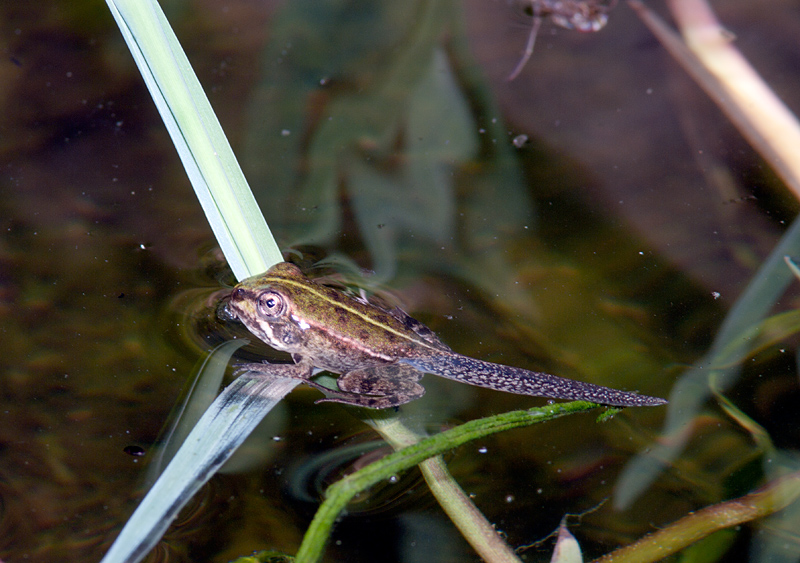 Rana con la coda - Pelophylax sp. (prov. Taranto)